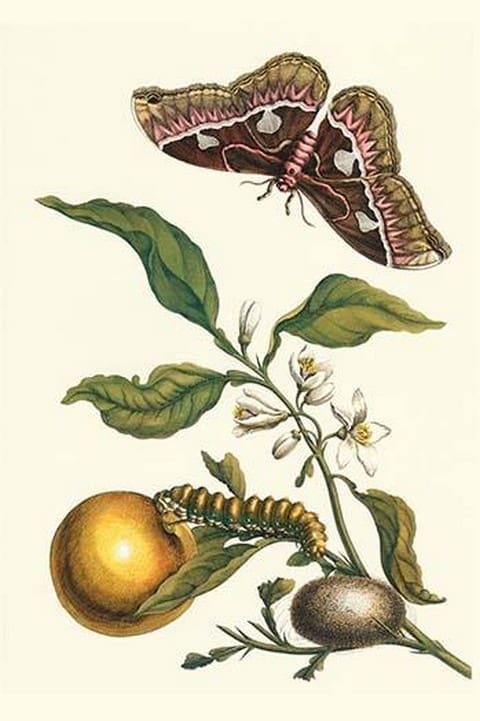 Seville Orange with a Golden Rothschild Butterfly by Maria Sibylla Merian - Art Print