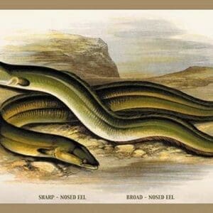 Sharp-Nosed Eel and Broad-Nosed Eel by A.F. Lydon - Art Print