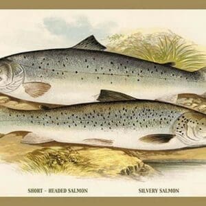 Short-Headed Salmon and Silvery Salmon by A.F. Lydon - Art Print