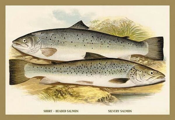 Short-Headed Salmon and Silvery Salmon by A.F. Lydon - Art Print