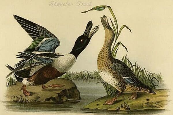 Shoveler Duck by John James Audubon - Art Print