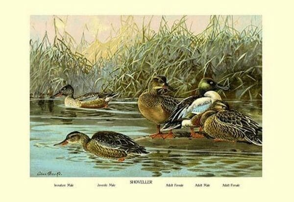 Shoveller Family of Ducks by Allan Brooks - Art Print