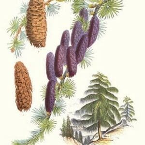 Sikkim Larch by Louis Benoit Van Houtte - Art Print