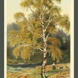 Silver Birch by W.H.J. Boot - Art Print