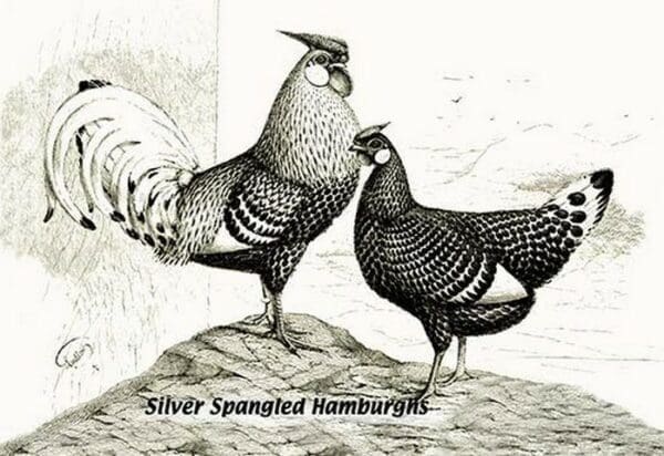 Silver Spangled Hamburghs - Art Print