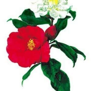 Single Camellias - Art Print