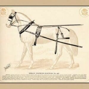 Single Express Harness - Art Print