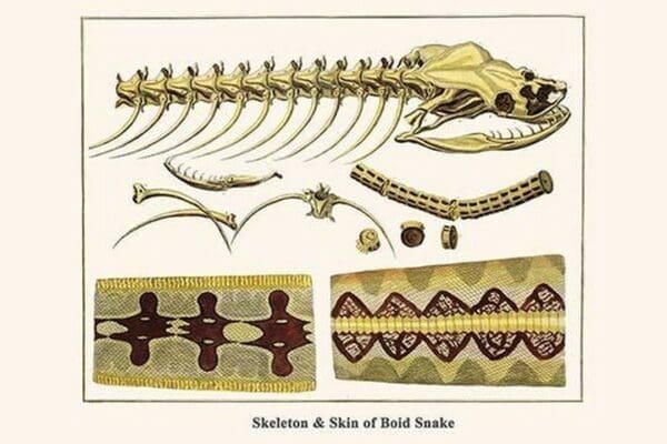 Skeleton & Skin of Boid Snake by Albertus Seba - Art Print