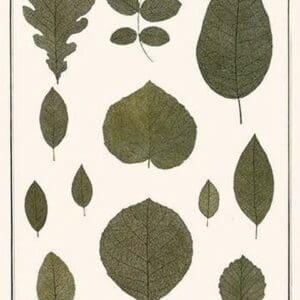 Skeletons of Leaves by Albertus Seba #2 - Art Print