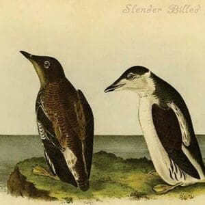 Slender Billed Guillimot by John James Audubon - Art Print