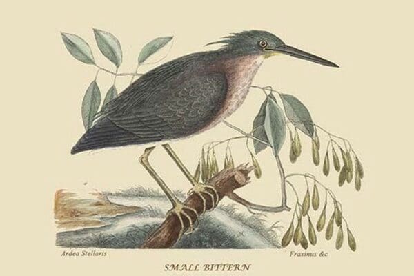 Small Bittern by Mark Catesby #2 - Art Print