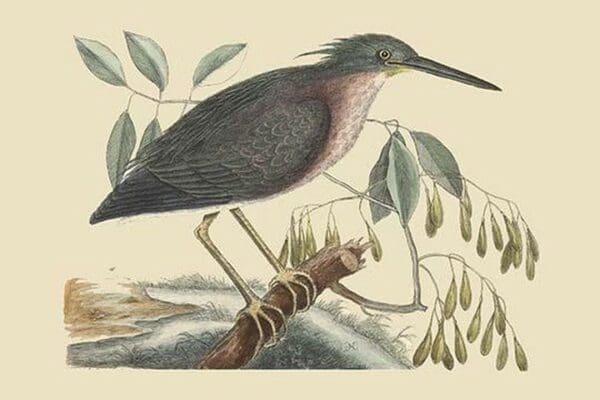 Small Bittern by Mark Catesby - Art Print