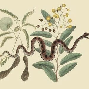 Small Rattlesnake by Mark Catesby - Art Print