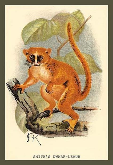 Smith's Dwarf-Lemur by Sir William Jardine - Art Print