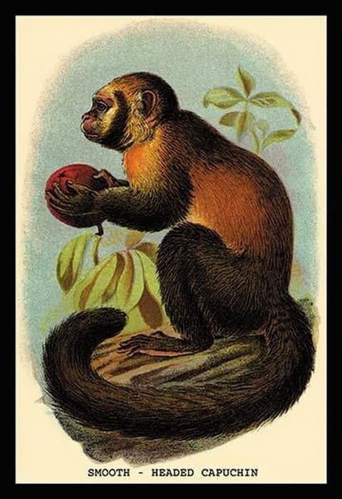 Smooth-Headed Capuchin by G.R. Waterhouse - Art Print