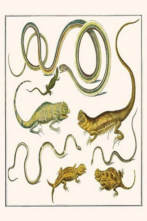 Snakes & Lizards by Albertus Seba - Art Print