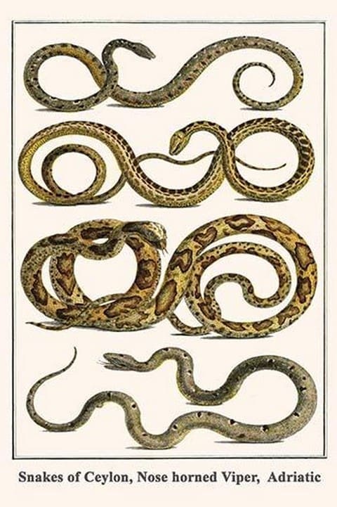 Snakes of Ceylon