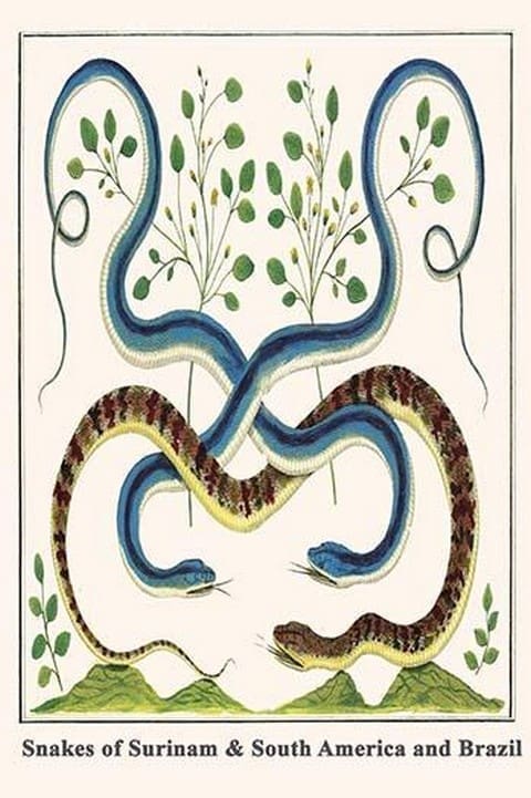 Snakes of Surinam & South America and Brazil by Albertus Seba - Art Print