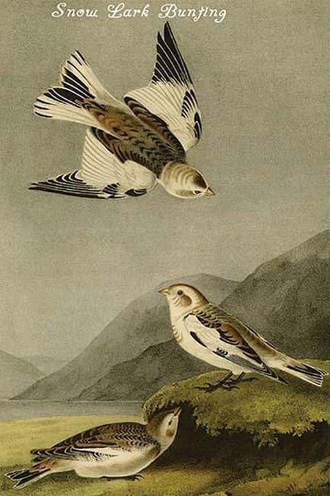 Snow Lark Bunting by John James Audubon - Art Print