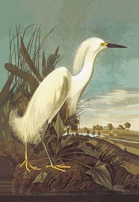 Snowy Egret by John James Audubon #2 - Art Print