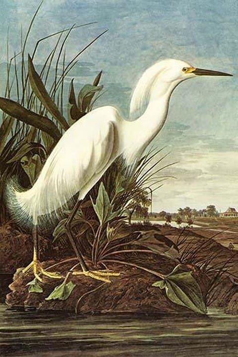 Snowy Egret by John James Audubon - Art Print