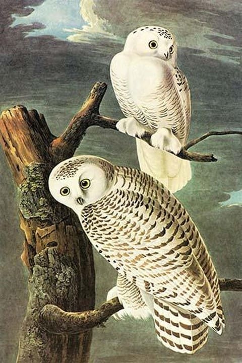 Snowy Owl by John James Audubon #2 - Art Print