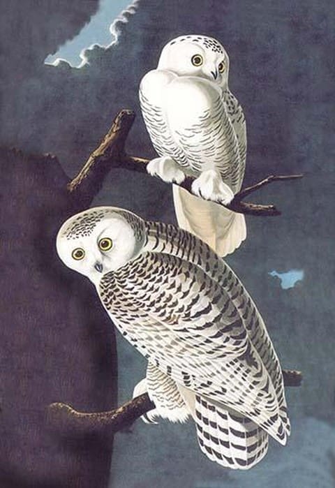 Snowy Owl by John James Audubon - Art Print