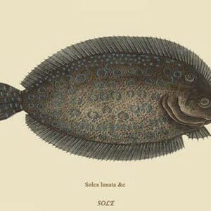 Sole by Mark Catesby #2 - Art Print