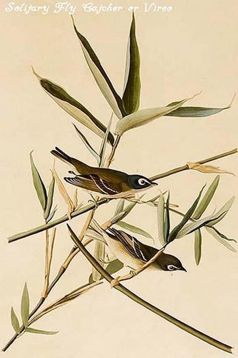 Solitary Fly Catcher or Vireo by John James Audubon - Art Print