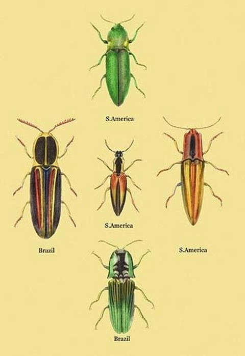 South American Beetles #2 by Sir William Jardine - Art Print