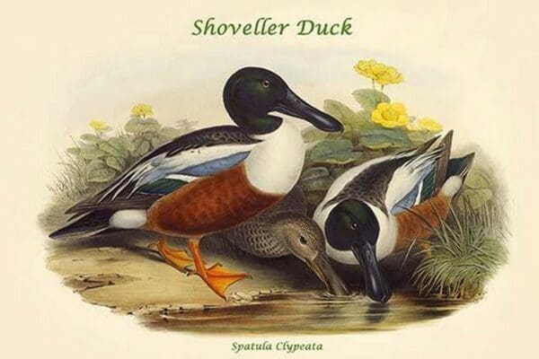 Spatula Clypeata - Shoveller Duck by John Gould - Art Print