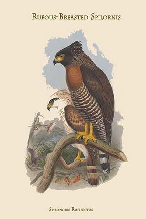 Spilonoris Rufipectus - Rufous-Breasted Spilornis by John Gould - Art Print