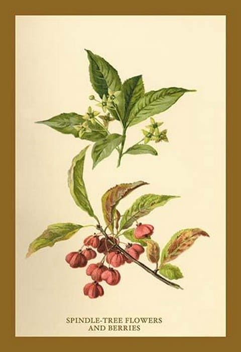 Spindle -Tree Flowers and Berries by W.H.J. Boot - Art Print