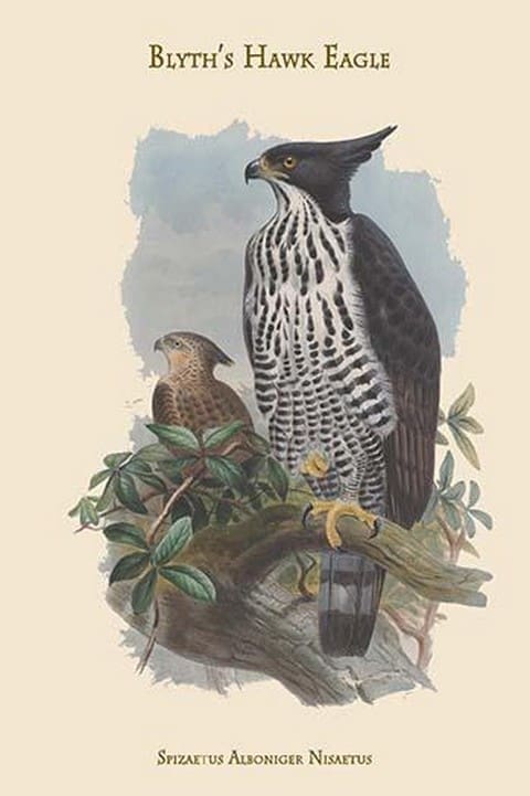 Spizaetus Alboniger Nisaetus - Blyth's Hawk Eagle by John Gould - Art Print