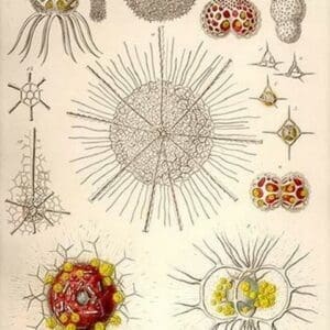 Spongospaera heliodes and Others by Ernst Haeckel - Art Print