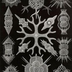 Spumellaria by Ernst Haeckel - Art Print