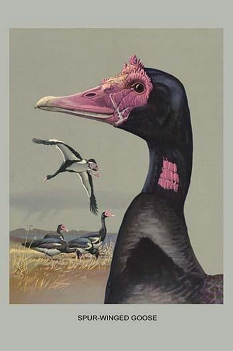 Spur Winged Goose by Louis Agassiz Fuertes - Art Print