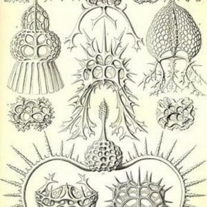 Spyroidia by Ernst Haeckel - Art Print