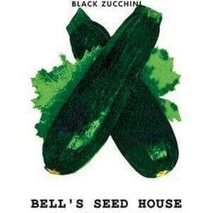 Squash: Black Zucchini - Art Print