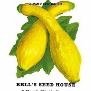 Squash: Yellow Summer Crookneck - Art Print