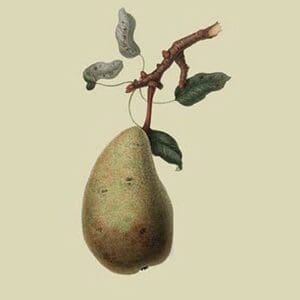 St. Germain Pear by William Hooker #2 - Art Print