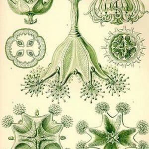 Stalked Jellyfish by Ernst Haeckel - Art Print