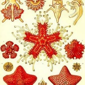 Starfish by Ernst Haeckel - Art Print