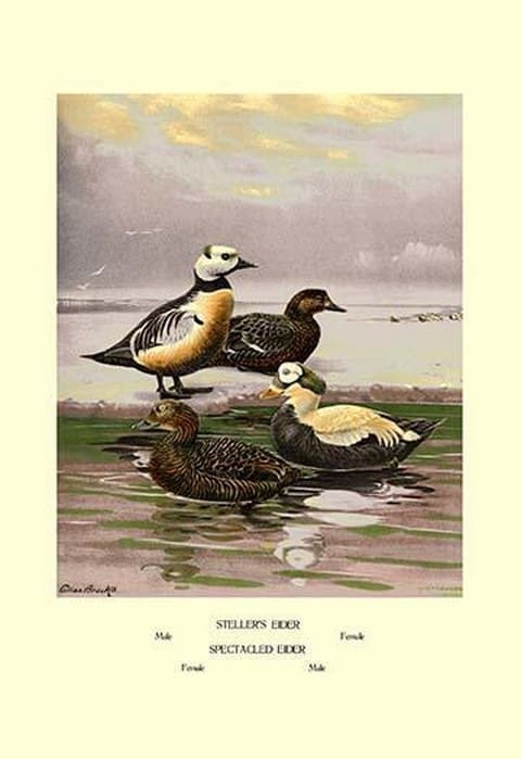 Stellars and Spectacled Eiders by Allan Brooks - Art Print