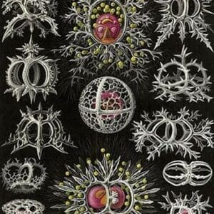 Stephoidea by Ernst Haeckel - Art Print