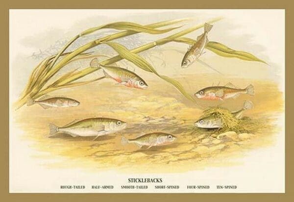 Sticklebacks by A.F. Lydon - Art Print