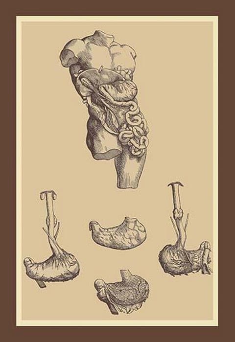 Stomach by Andreas Vesalius - Art Print