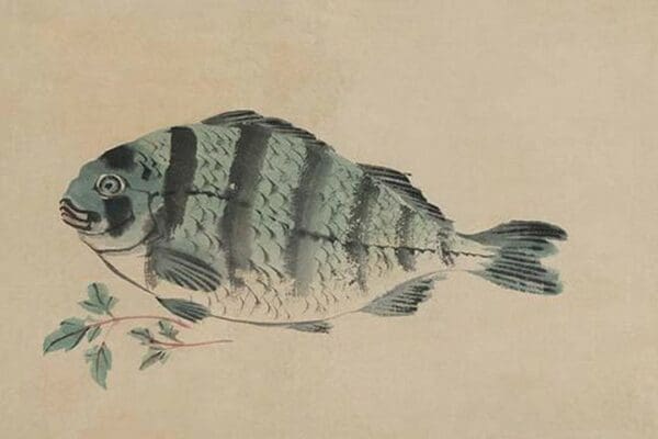 Striped Bass - Art Print