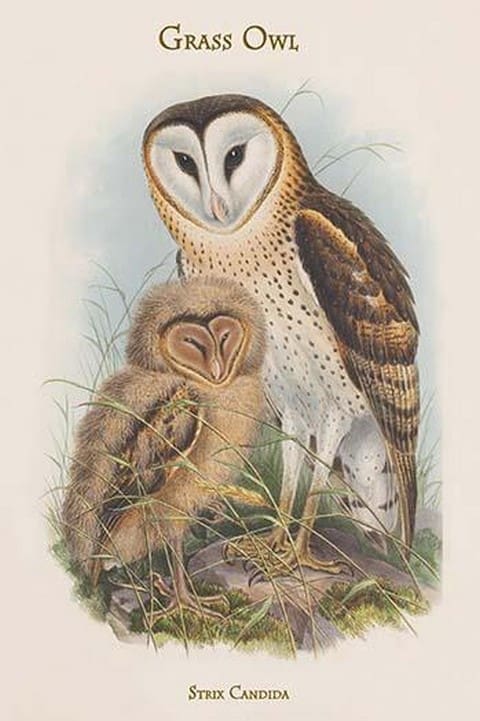 Strix Candida - Grass Owl by John Gould - Art Print