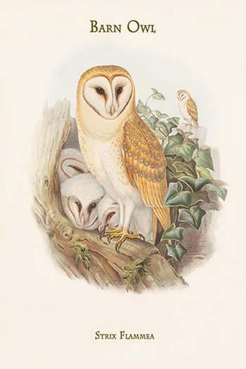 Strix Flammea - Barn Owl by John Gould - Art Print